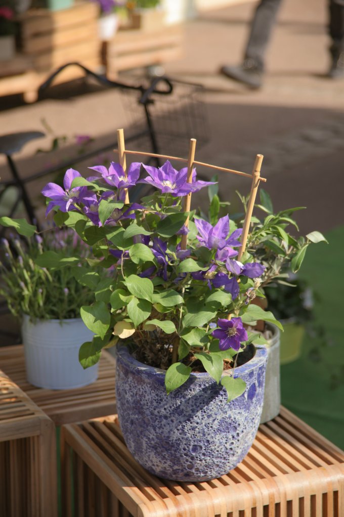 Un Jardin dans ma Ville - Édition 2025 photo 12